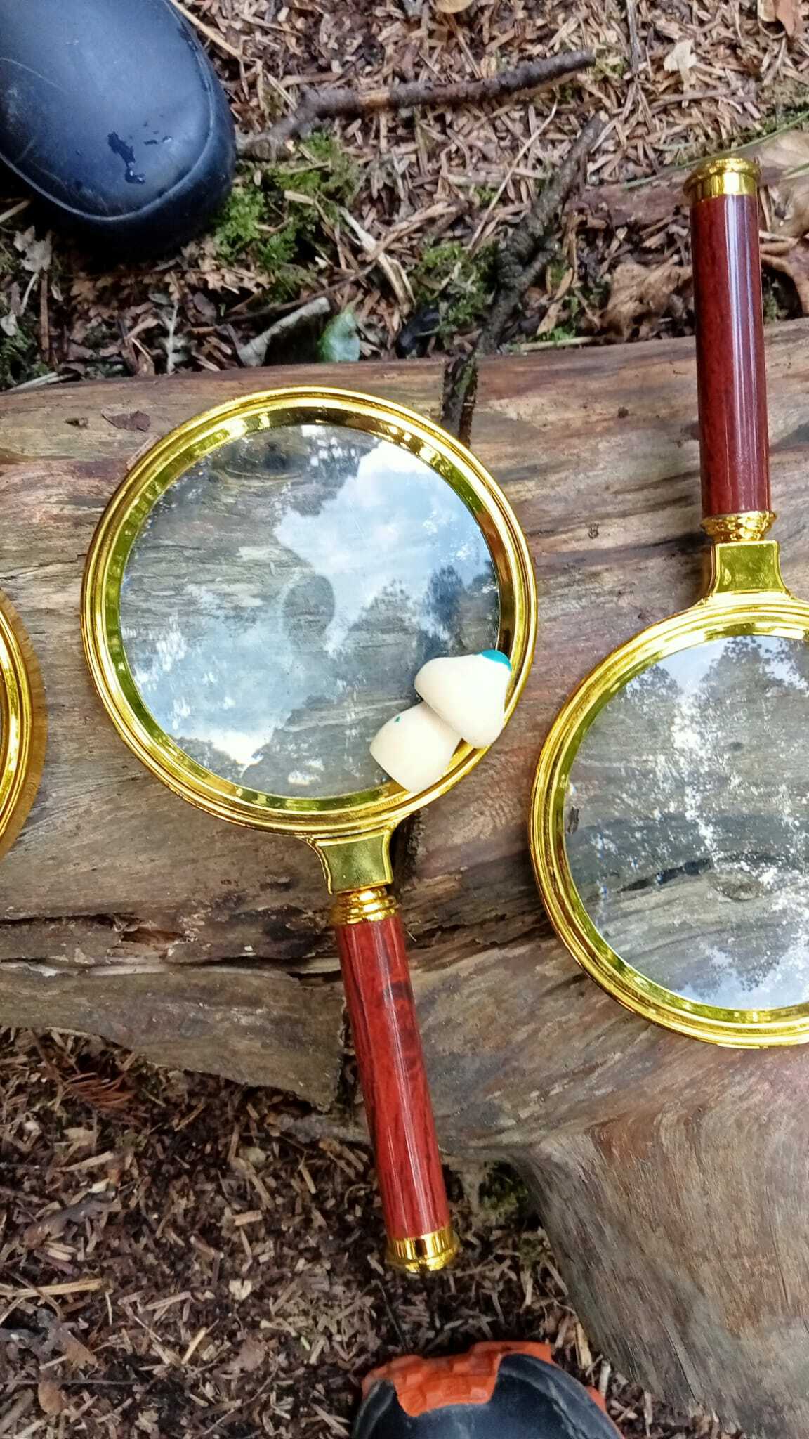 Wee Wild Fun Magnafying