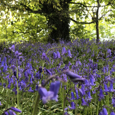 Bluebells FW 2 copy