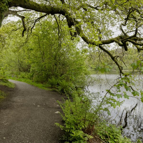Forest Bathing in the Woods