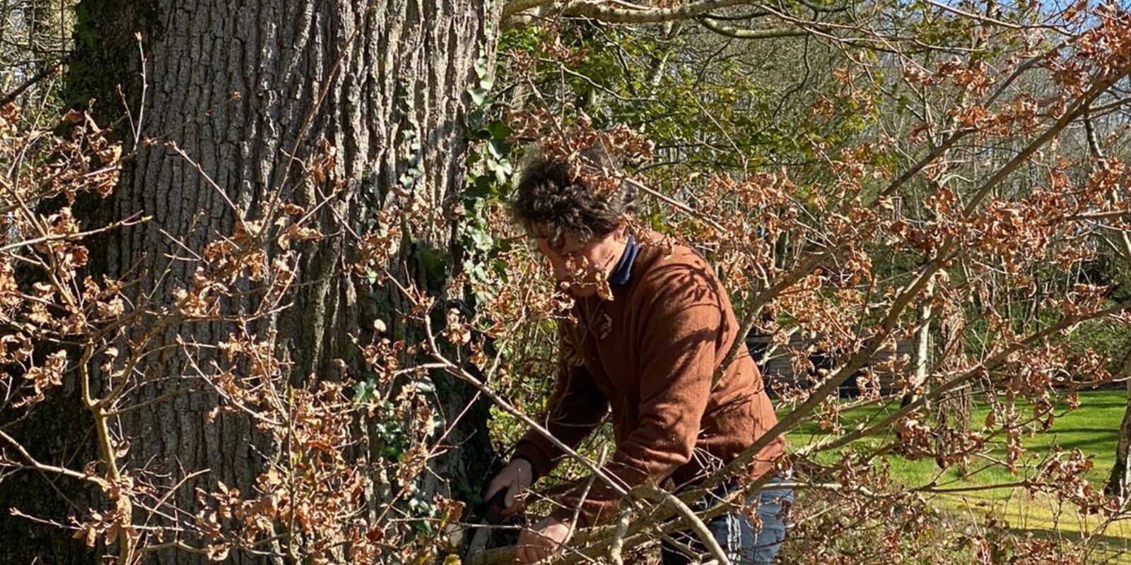 Ed clears away dead branches and ivy on a tree in Finnebrogue Woods