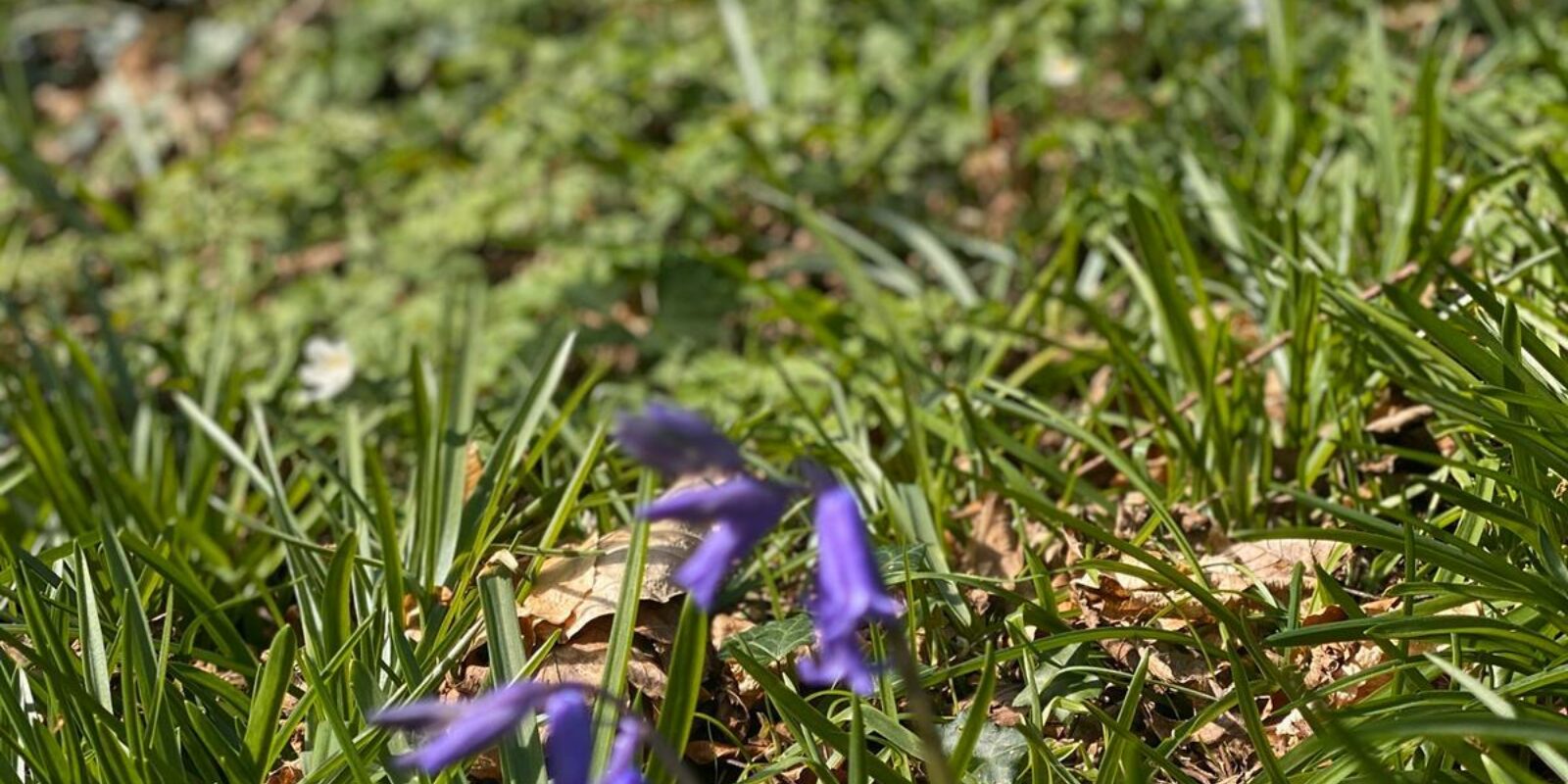 Bluebells start to appear as spring arrives in the woods