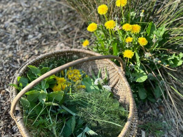 Seasonal Foraging