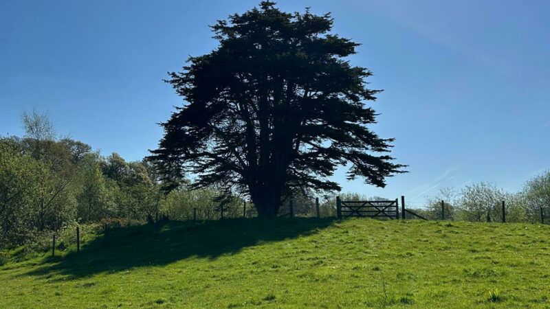 Cedar