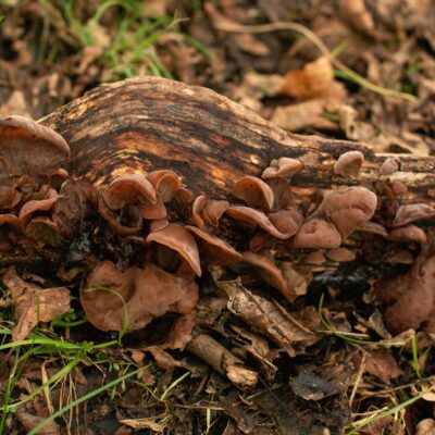 Mushrooms growing on log