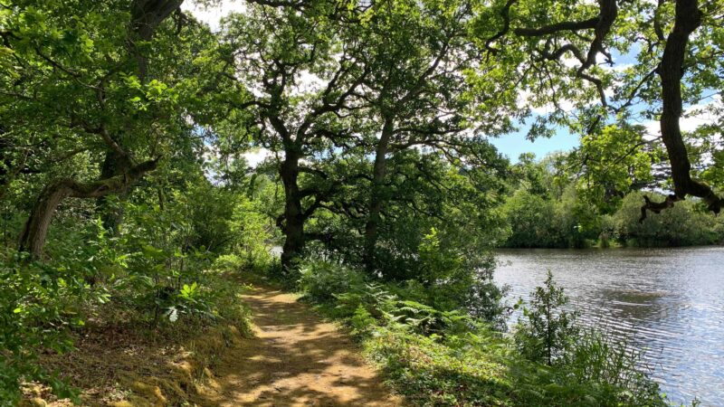 Woodland trails on a sunny day in Finnebrogue Woods