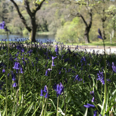 Bluebells FW