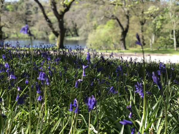 Shinrin Yoku (Japanese Forest Bathing) in the Woods