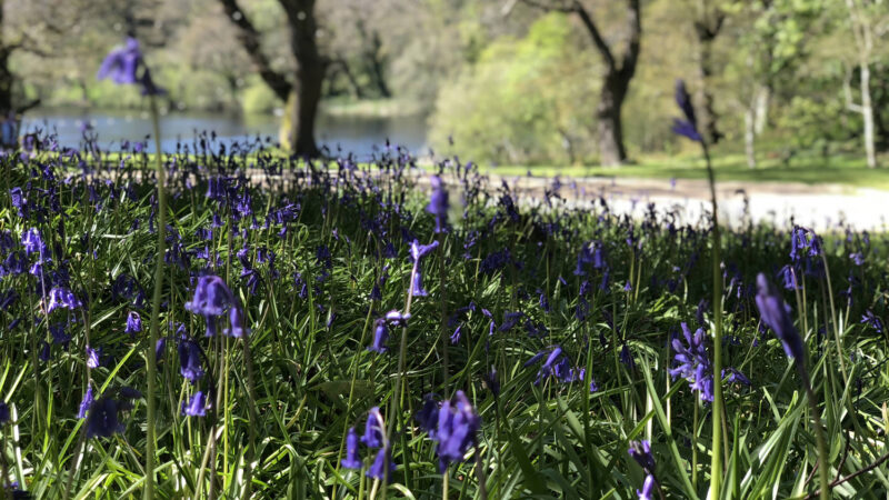Bluebells FW