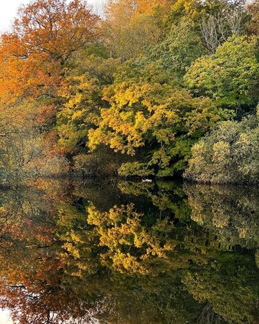 Finnebrogue Woods in its autumnal glory, the woods in a variety of colours with the lake in front and birds swimming along