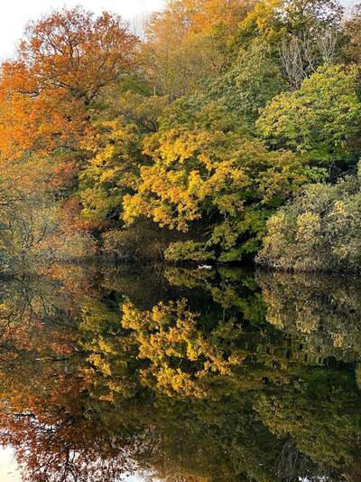 Finnebrogue Woods in its autumnal glory, the woods in a variety of colours with the lake in front and birds swimming along