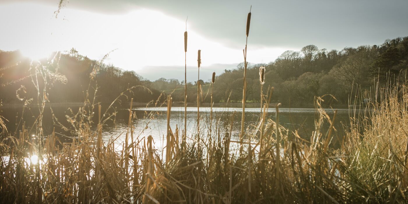 Bullrushes and the lake at finnebrogue Woods are basked in light as the sunsets