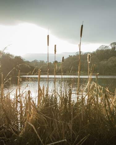 Bullrushes and the lake at finnebrogue Woods are basked in light as the sunsets