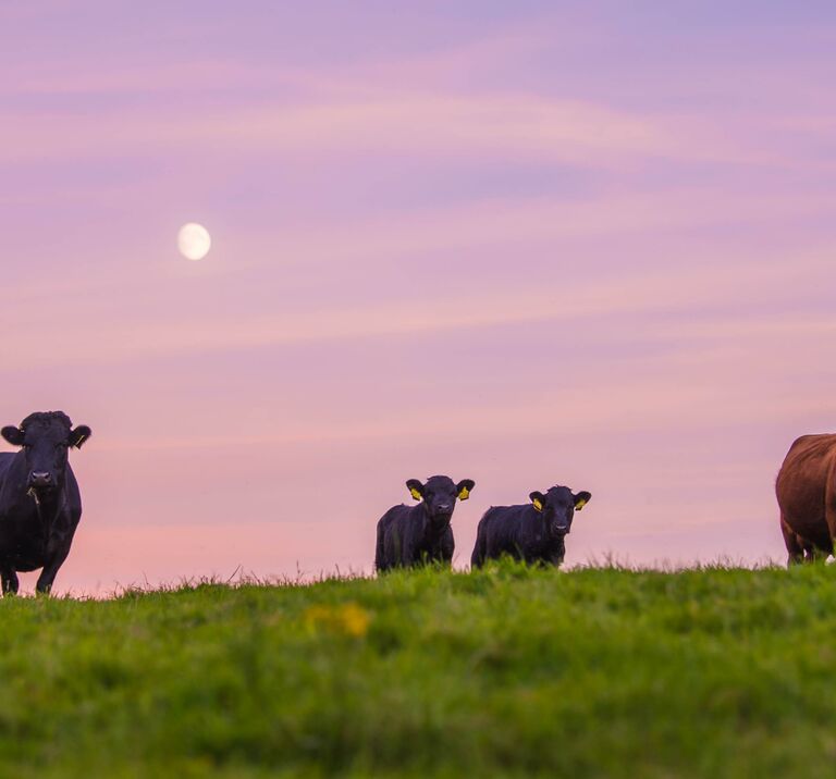 Four Dexter cows stand on a hill in a green field, the sunset is silhouetted behind them