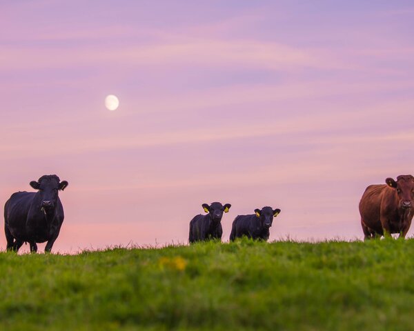 Four Dexter cows stand on a hill in a green field, the sunset is silhouetted behind them