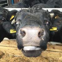 A Dexter cow looks into the camera, his tongue is sticking out