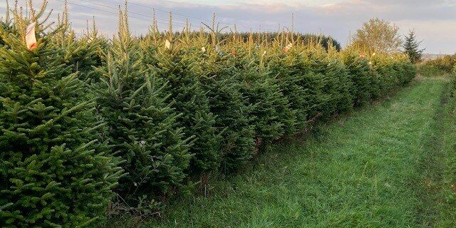 Christmas Trees ready for the festive season available for pre-order at Finnebrogue Woods